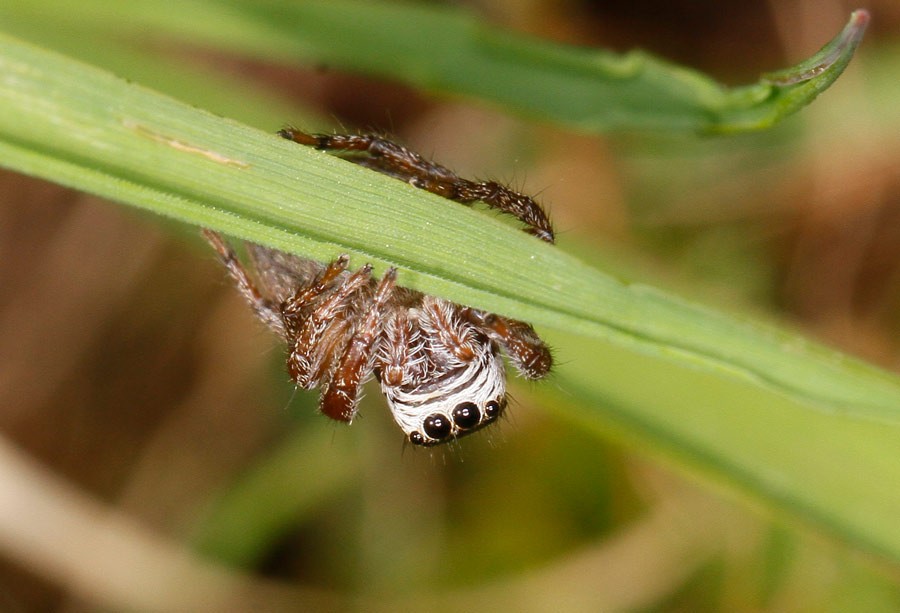 Araignée sauteuse