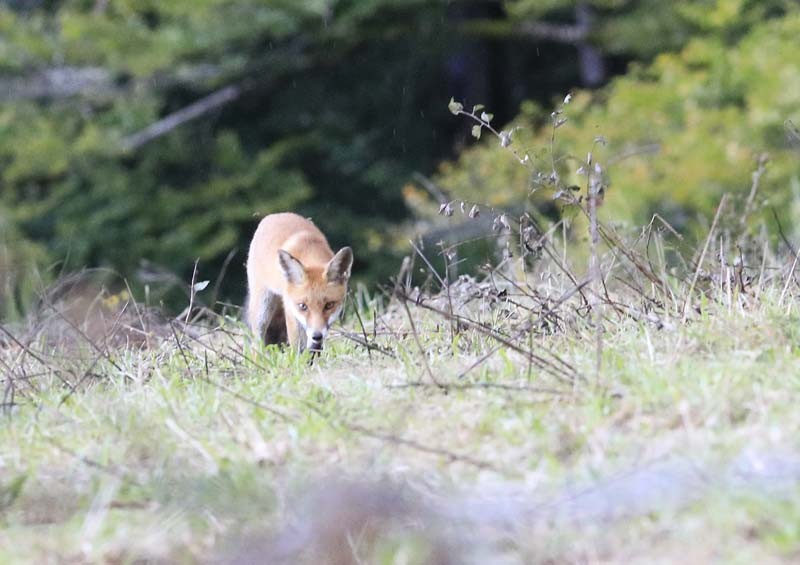 Renard roux