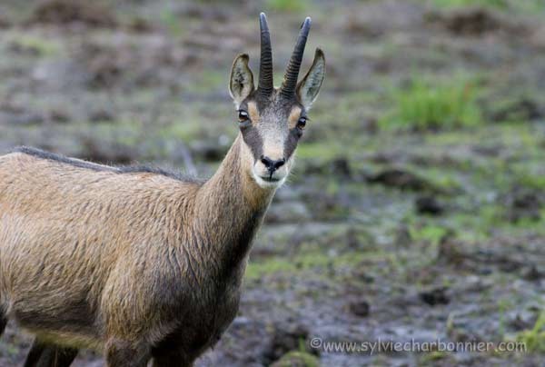 Chamois